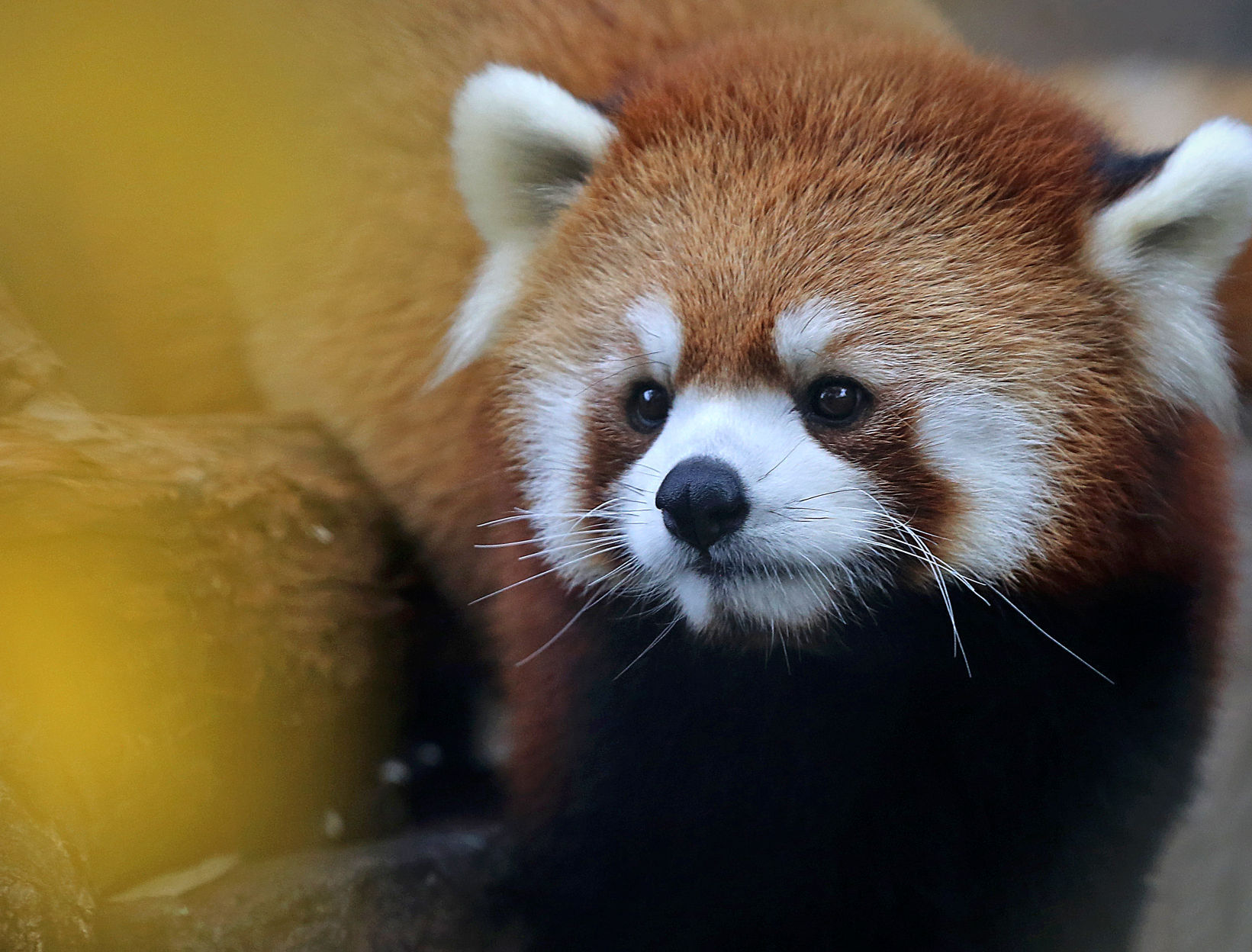 Zoo Portraits 14